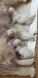 Cuccioli volpini Pugliesi