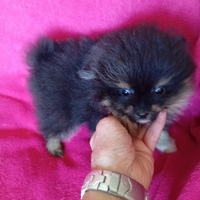 Spitz di pomerania nani