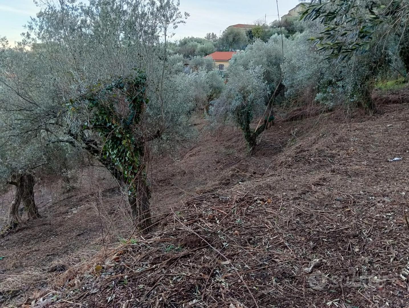 Terreno Agricolo con Casolare edificabile - Vista 4
