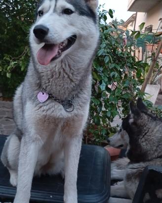 Femmina Siberian Husky adulta