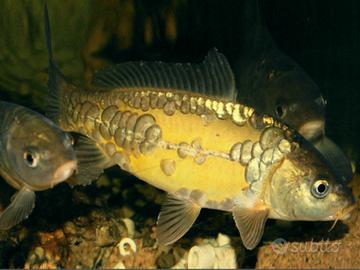 Carpa a specchio