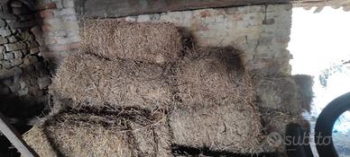 FIENO prato stabile e MEDICA in BALLETTE