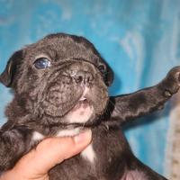 Bulldog francese nero toy