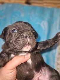 Bulldog francese nero toy