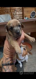 Cucciolo Jack Russell