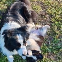 Cuccioli di border collie