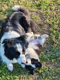 Cuccioli di border collie