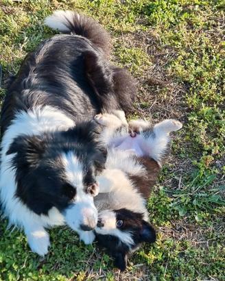 Cuccioli di border collie