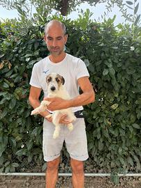 Cuccioli di Jack Russell tipo Broken