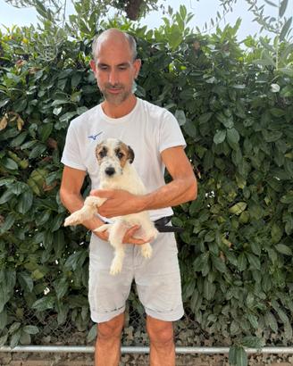 Cuccioli di Jack Russell tipo Broken