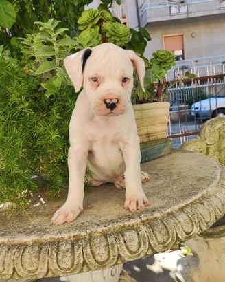 American Bulldog cuccioli 
