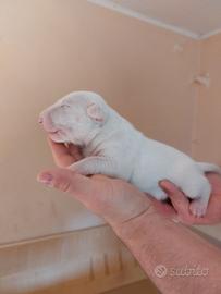Cucciola di bull terrier TOTAL WHITE