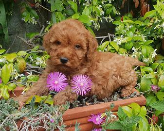Barboncini toy cuccioli