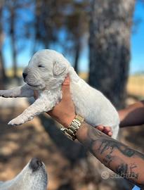 Cuccioli di pastore maremmano abruzzese