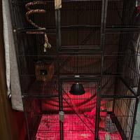 Petauri dell zucchero