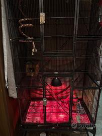 Petauri dell zucchero