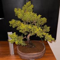 Ginepro Bonsai