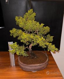 Ginepro Bonsai