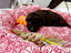 Immagine 10