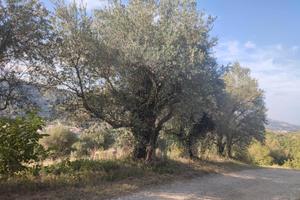 Terreno agricolo Brisighella