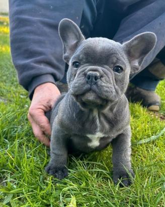Cuccioli bulldog francese blù e blu merle