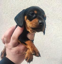Bassotto Tedesco Cucciolo Leggi Bene