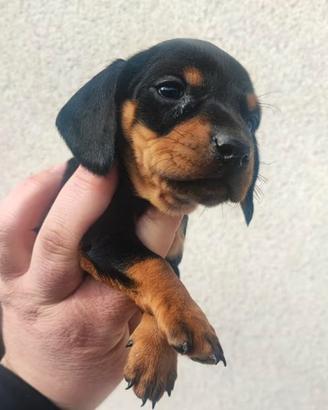 Bassotto Tedesco Cucciolo Leggi Bene