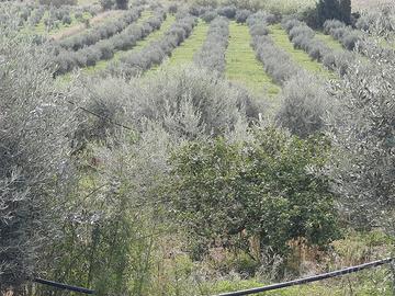 Terreno agricolo a Centuripe