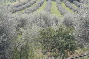 Terreno agricolo a Centuripe