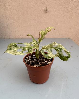 Bundle monstera variegate