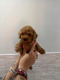 cuccioli di cane 