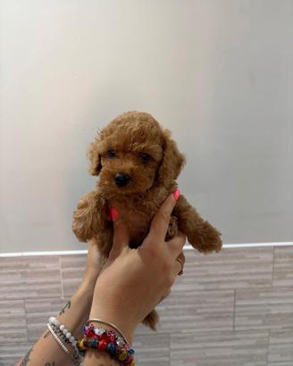 cuccioli di cane 