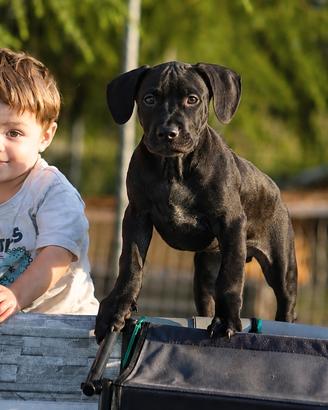 Ultima Femmina Pit Bull con pedigree anche a rate