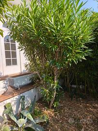 piante per rinnovo giardino