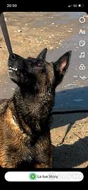 Pastore belga Malinois