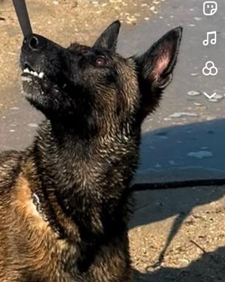 Pastore belga Malinois