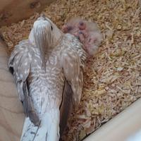 Calopsite pulli faccia bianca anche femmina