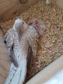 Calopsite pulli faccia bianca anche femmina