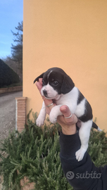 Cagnolina piccola taglia