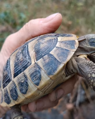tartaruga di terra