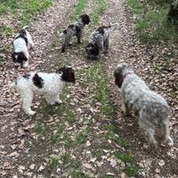 Cuccioli avviati al tartufo