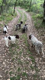 Cuccioli avviati al tartufo