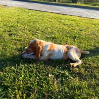Cuccioli Bracco Italiano
