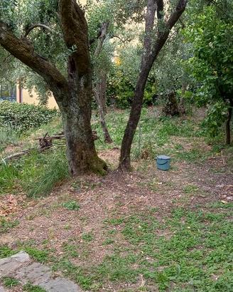 Uso di terreno incolto