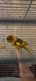 Kakariki