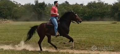 Cavallo italiano Trotter