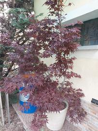 pianta acero giapponese rosso 
