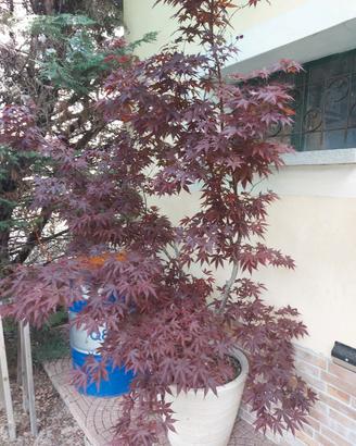 pianta acero giapponese rosso 
