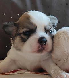Cuccioli Chihuahua 