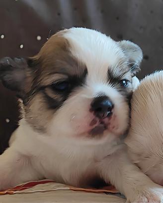 Cuccioli Chihuahua 